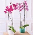 Orchidée 2 tiges - Super U à Caen Orchidée 2 tiges en promo chez Super U Caen à 11,99 €