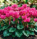 Delbard Aubevoye - Promo Mini-cyclamen Promo Mini-cyclamen à 2,49 € dans le catalogue Delbard à Aubevoye