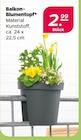 Balkon-Blumentopf im aktuellen Netto mit dem Scottie Prospekt