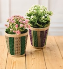 Kalanchoe en promo chez Super U Nice à 4,99 €