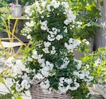 Jasmin-Pyramide im Pflanzen Kölle Prospekt zum Preis von 15,99 €