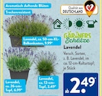 Lavendel im ALDI SÜD Prospekt Lavendel von im aktuellen ALDI SÜD Prospekt für 2,49 €