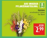 Gladiolen Angebote bei Marktkauf Fürth für 2,99 €