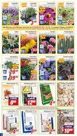 Aktueller CENTERSHOP Prospekt mit Chrysantheme, "Da geht was.", Seite 2