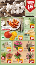 Kürbis Angebot & Preis im aktuellen REWE Prospekt Kürbis Angebot im aktuellen REWE Prospekt auf Seite 13