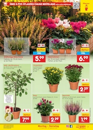Blumen Angebot & Preis im aktuellen Netto Marken-Discount Prospekt Blumen Angebot im aktuellen Netto Marken-Discount Prospekt auf Seite 9