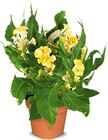 Celosia Hahnenkamm im Angebot bei Netto Marken-Discount in Troisdorf Celosia Hahnenkamm Angebote bei Netto Marken-Discount Troisdorf für 2,99 €