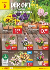 Aktueller Netto Marken-Discount Prospekt mit Pflanzen, "Aktuelle Angebote", Seite 22