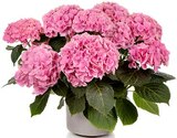 Hortensie 'Early Seasons' Angebote bei Hagebaumarkt Schwerin für 19,99 €