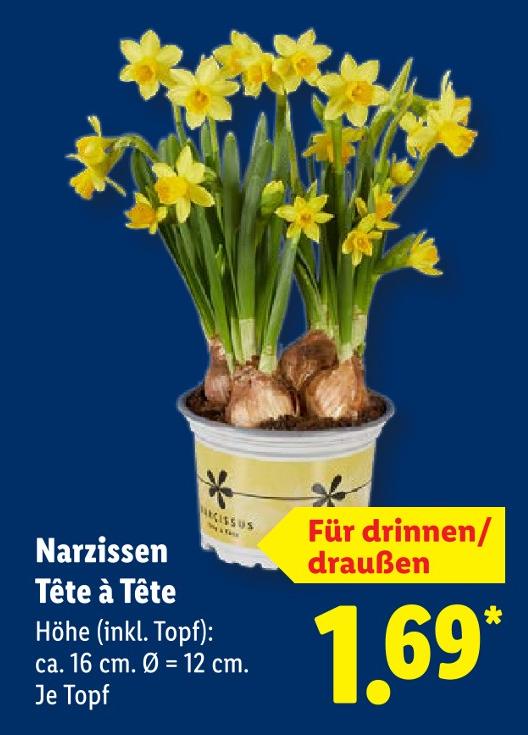 Narzissen Tête à Tête