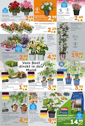 Gurkenpflanze Angebot im aktuellen Globus-Baumarkt Prospekt auf Seite 4