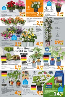 Gurkenpflanze im Globus-Baumarkt Prospekt "Immer eine Idee besser" mit 20 Seiten (Köln)