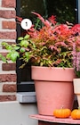 Angebot im Blumen Ostmann Visbek Prospekt Blumen Ostmann Visbek Prospekt mit im Angebot für 14,99 €
