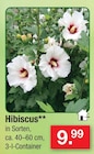 Hibiscus Angebote bei Zimmermann Mainz für 9,99 €