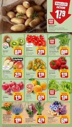 Gartenpflanzen Angebot & Preis im aktuellen REWE Prospekt Gartenpflanzen Angebot im aktuellen REWE Prospekt auf Seite 11