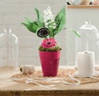 Composition Muguet 3 Griffes avec 1 Germini dans le catalogue Intermarché Super