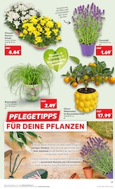 Chrysantheme im Kaufland Prospekt in Dortmund Aktueller Kaufland Prospekt mit Chrysantheme, "Aktuelle Angebote", Seite 17