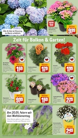 Hortensie im REWE Prospekt in Plauen Aktueller REWE Prospekt mit Hortensie, "Dein Markt", Seite 30
