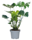 Monstera bei toom Baumarkt im Weißenfels Prospekt für 4,99 €