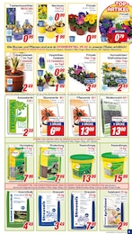 Stiefmütterchen Angebot im aktuellen CENTERSHOP Prospekt auf Seite 5