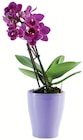 Mini Orchidée - Lidl à Rueil-Malmaison Mini Orchidée en promo chez Lidl Rueil-Malmaison à 4,99 €