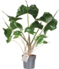 Plante verte en promo chez Lidl Marseille à 24,99 €