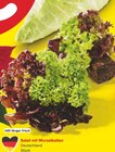 Salat mit Wurzelballen im Angebot bei Netto Marken-Discount in Magdeburg Salat mit Wurzelballen Angebote bei Netto Marken-Discount Magdeburg für 1,00 €