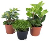 Plante verte à 1,79 € dans le catalogue Carrefour