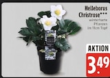 Helleborus Christrose im Angebot bei E center in Ingolstadt Helleborus Christrose Angebote bei E center Ingolstadt für 3,49 €