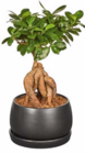 Bonsai im Angebot bei Netto Marken-Discount in Fellbach Bonsai Angebote bei Netto Marken-Discount Fellbach für 9,99 €