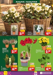 Aktueller Netto Marken-Discount Prospekt mit Blumen, "Aktuelle Angebote", Seite 10