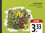 Herbsttulpen Angebote bei E center Erlangen für 3,33 €