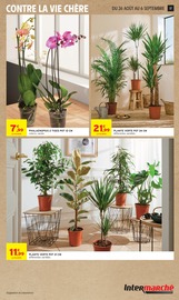 Plante Verte en promo dans le catalogue Intermarché Super à la page 17