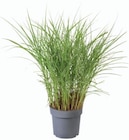 Pennisetum en promo chez Lidl Colmar à 5,99 €
