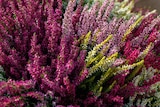 Promo Callune "High Five" à 9,99 € dans le catalogue Jardiland à Gometz-le-Châtel