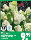 Rispen Hortensie Limelight Angebote bei Wreesmann Aurich für 9,99 €