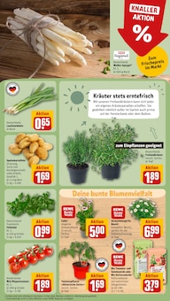 Blumen im aktuellen REWE Prospekt (Mönchengladbach) Blumen im REWE Prospekt "Dein Markt" mit 30 Seiten (Mönchengladbach)