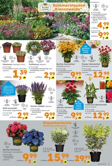 Blumen im Globus-Baumarkt Prospekt "Immer eine Idee besser" mit 22 Seiten (Halle (Saale))