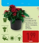 FLEURS D'ÉTÉ - GARDENLINE en promo chez Aldi FLEURS D'ÉTÉ - GARDENLINE dans le catalogue Aldi