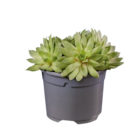Sempervivum - Lidl à Vitry-sur-Seine Sempervivum en promo chez Lidl Vitry-sur-Seine à 5,49 €