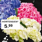 HORTENSIEN Angebote bei E center Dreieich für 5,99 €