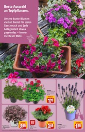 Ähnliche Heckenpflanzen Angebote im Prospekt "Dein Markt" von REWE in Koblenz Ähnliche Angebote wie Heckenpflanzen im Prospekt "Dein Markt" auf Seite 15 von REWE in Koblenz