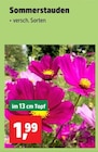 Sommerstauden im Angebot bei Thomas Philipps in Heinsberg Sommerstauden Angebote bei Thomas Philipps Heinsberg für 1,99 €