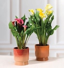 Arum Zantedeschia - Super U à Mulhouse Arum Zantedeschia en promo chez Super U Mulhouse à 11,99 €