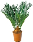 Japanischer Palmfarn 'Cycas revoluta' für 12,99 € bei Netto mit dem Scottie im Angebot Japanischer Palmfarn 'Cycas revoluta' im aktuellen Netto mit dem Scottie Prospekt