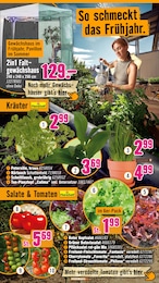 Salat Angebot im aktuellen Hornbach Prospekt auf Seite 4