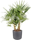 Aktuelles Palme Angebot bei Thomas Philipps in Duisburg ab 19,99 €