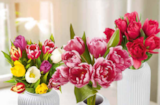 Tulpen Harlekin Angebote bei Netto Marken-Discount Rastatt für 3,69 €