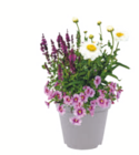 toom Baumarkt Troisdorf - Sommerblumen-Trio Angebot im Prospekt Sommerblumen-Trio bei toom Baumarkt im Troisdorf Prospekt für 8,99 €