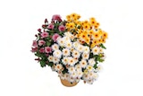 Chrysantheme „Garden Mum bei BayWa AG im Ilsfeld Prospekt für 3,49 €